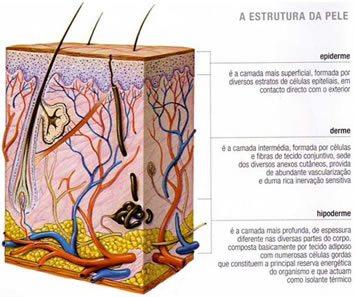 Estrutura da pele