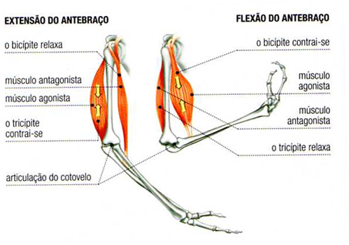 Sistema muscular - Antebraço