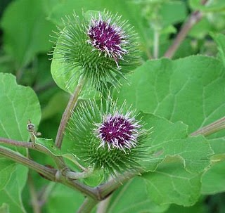 Planta Bardana