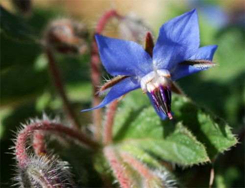 Planta Borragem